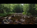 Soothing sounds of birds singing and a stream flowing