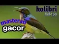 Lagu KOLIBRI GACOR KONSLET buat masteran | planet tv |