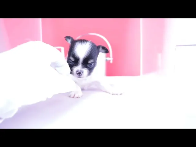 動画