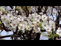 Spanish Rose Chris Haugen Time To Relax 30 mins Music for Relaxation