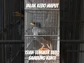 Download Lagu JALAK KEBO ISIAN TENGKEK BUTO SAMBUNG KUNTI