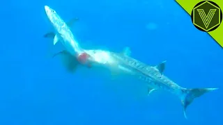 Download BARRACUDA — the sea butcher that can kill a human! Barracuda vs human, pelican and lionfish! MP3