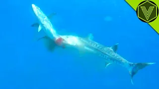 BARRACUDA - the Sea Butcher Who Can Kill a Human Barracuda vs Human Pelican and Lionfish
