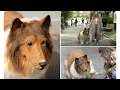The Man Spent 20K To Transform Himself Into Border Collie Takes First Steps