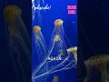Download Lagu The Immortal Jellyfish That Never Dies 🌊✨