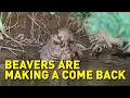Beavers at work only humans and elephants have a greater impact on life around them
