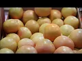 The Grocery Store Racketeer | Minuscule 🍃 50' Compilation