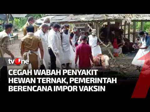 Hadapi Wabah PMK Pada Ternak, Pemerintah Akan Impor Vaksin