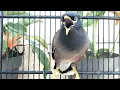 JALAK NIAS GACOR | PANCINGAN JALAK NIAS