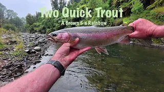 A Brown and a Rainbow