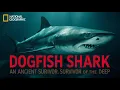 Dogfish Shark The Ancient Predator That Refused to Evolve Away