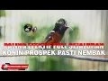 PANCINGAN KOLIBRI NINJA PALING EFEKTIF BIKIN CEPAT GACOR KONIN OMBYOKAN FULL SEJALURAN