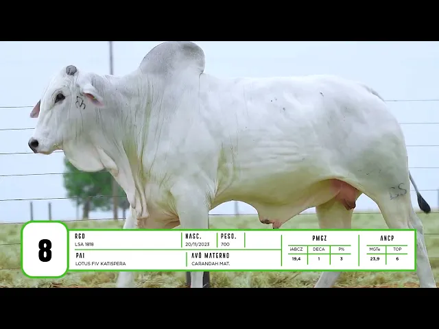 Touro Nelore LSA - 1818