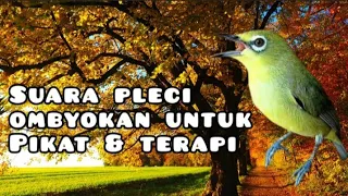 suara burung pleci ombyokan untuk pikat dan terapi mp3 burungplecingalas plecigacornembak pleci