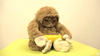 Top 10 Hilarious Cat GIFs with Sound