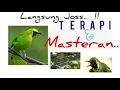 Download Lagu Khusus Untuk Cucak ijo..  Terapi Dan Masteran dengan Aliran air sungai