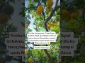 Download Lagu Orang yg tidak tepat untukmu, Allah akan buat dia terus menyakitimu sampai kau harus melepaskannya