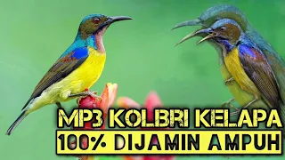 Download SUARA PIKAT RIBUT KOLIBRI KELAPA ,,100% AUTO LENGKET MP3