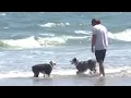 Volusia County considers dog-friendly beach in Daytona