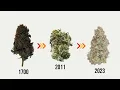 Evolution of Marijuana Strains 1700 - 2024 timeline history of marijuana strains