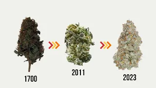 Evolution of Marijuana Strains 1700 - 2024 timeline history of marijuana strains