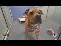 Adopt pets for free from Dallas Animal Services
