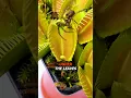 Flytrap Catches a Sleepy Spider