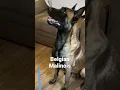 Download Lagu Belgian Malinois Vs German Shepherd, Crossing The Line #dog #dogfunny #doglife