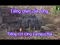 Download Lagu Tiếng chim cút mồi mới nhất. Chuẩn mp3 kêu bổi chạy mạnh