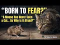 Born to Fear The Mindset That Keeps You Trapped