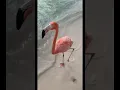 Download Lagu WALKING ON THE BEACH WITH FLAMINGOS! 🤩🦩🌴 *MUST WATCH* #shorts #flamingos #aruba