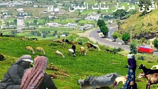 انت حبيبي وحدك اقوى مزمار بنات اليمن الفنانة دنياء Yemen Songs 