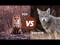 Fox Vs Coyote How to Tell Them apart