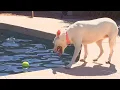 Sniffspot Lets Dog Owners Rent Backyard for Private Playtime
