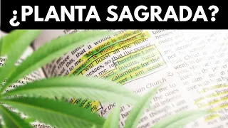 Qué dice la Biblia sobre la Marihuana - ¿Aparece el Cannabis en la Biblia ?