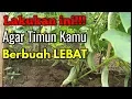 Download Lagu Pemangkasan Tanaman Timun Agar Berbuah Lebat