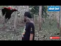Download Lagu GUS SAMSUDIN BERTEMU SETAN MERAH#gussamsudinterbaru #mbahden #gussamsudin #hantu #setan #horror