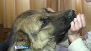 Омичей начнут штрафовать за выгул собак без намордника и поводка
