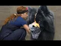 Download Lagu The Most Difficult Dog I've Ever Done | EXTREME Transformation Eurasier Dog