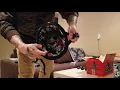 Crazy Al s smallest DOT motorcycle helmet review