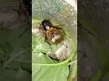 Download Lagu suara jangkrik jerabang, jangkrik kalung #vidio shorts #insects #suara #animals #nature
