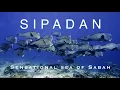 Download Lagu [4k] Sipadan - sensational sea of sabah. #시파단 다이빙#scubajunkie#malaysia#kapalai#borneo#sipadandiving