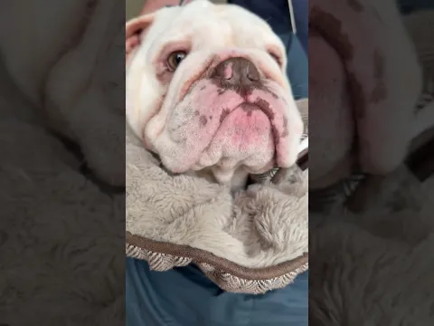 Bulldog In Large Carrying Bag