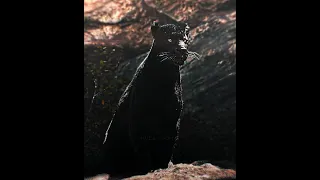 What If Shere Khan Met Scar PULSE Slowed Shorts Thejunglebook Thelionking Fyp  What If Shere Khan Met Scar PULSE Slowed Shorts Thejunglebook Thelionking Fyp