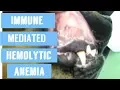 Anemia In Dogs: Immune Mediated Hemolytic Anemia