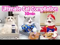 New 30min Ultimate Cat Compilation! | That Little Puff