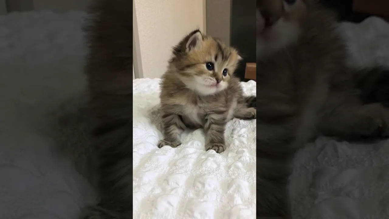 動画