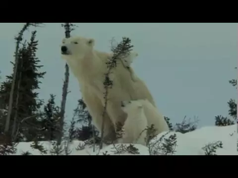 Knut and Friends - OFFICIAL TRAILER