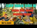 Suara Pikat Pleci Ngecir Kombinasi Burung Kecil Ribut, Semua Jenis Burung Langsung Berdatangan