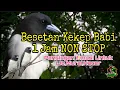 Download Lagu Masteran Cucak Ijo Full Tembakan Kasar Burung Kekep Babi,Burung Auto Emosi‼️1Jam NON STOP⛔